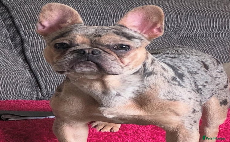 French Bulldog dogs - Advert 2
