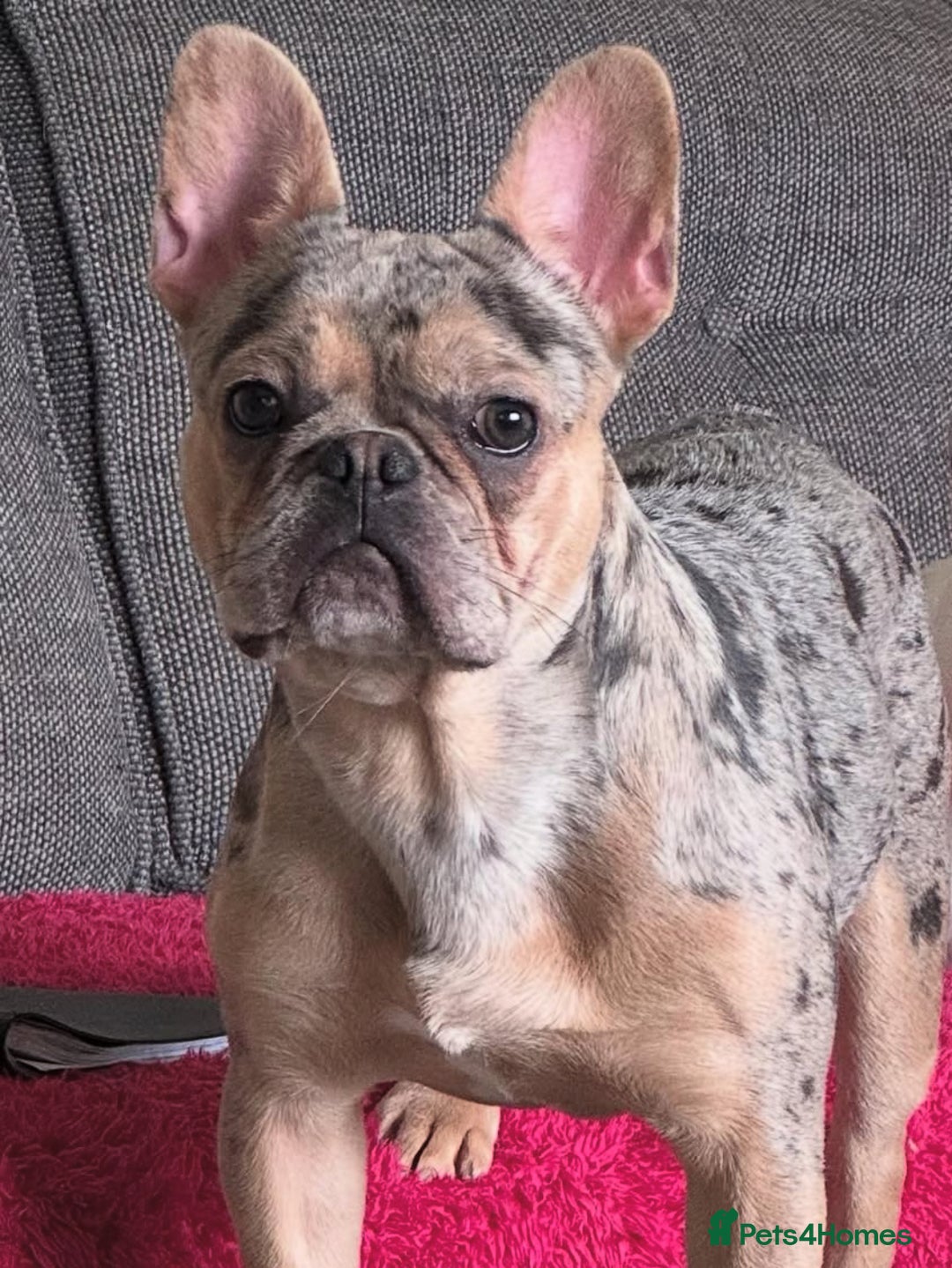 French Bulldog dogs for sale: French Bulldog Male for sale - Image 1