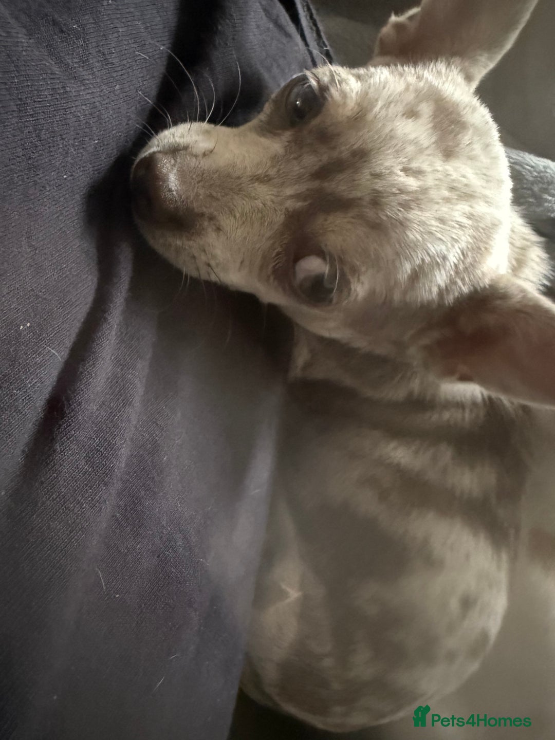 Chihuahua dogs for sale: Female chihuahua  - Image 1