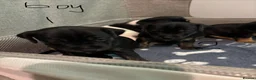 Mixed Breed dogs for sale: Jack Russell Cross Puppies  - Advert 9