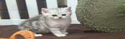 British Shorthair cats for sale: Full pedigree British shorthair available  - Advert 2