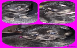 Pomeranian dogs for sale: Beautiful Pomeranians - Image 3