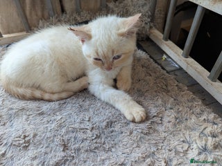 British Shorthair cats in Chorley - Advert 23