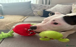 Mixed Breed dogs for sale: 10 month old staffy x for rehoming  - Image 3