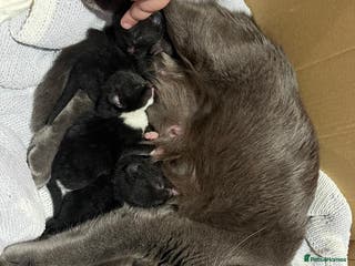 Mixed Breed cats Kittens for sale/ NO TIME WAISTERS! - Advert 2