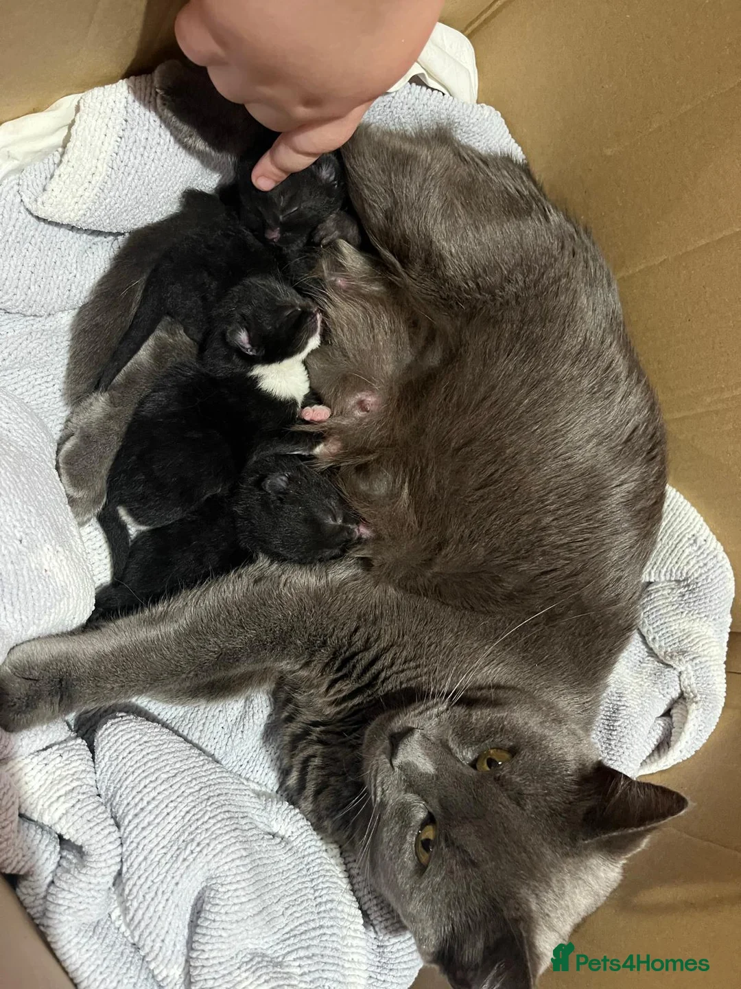 Mixed Breed cats for sale: Kittens for sale/ NO TIME WAISTERS! - Advert 1