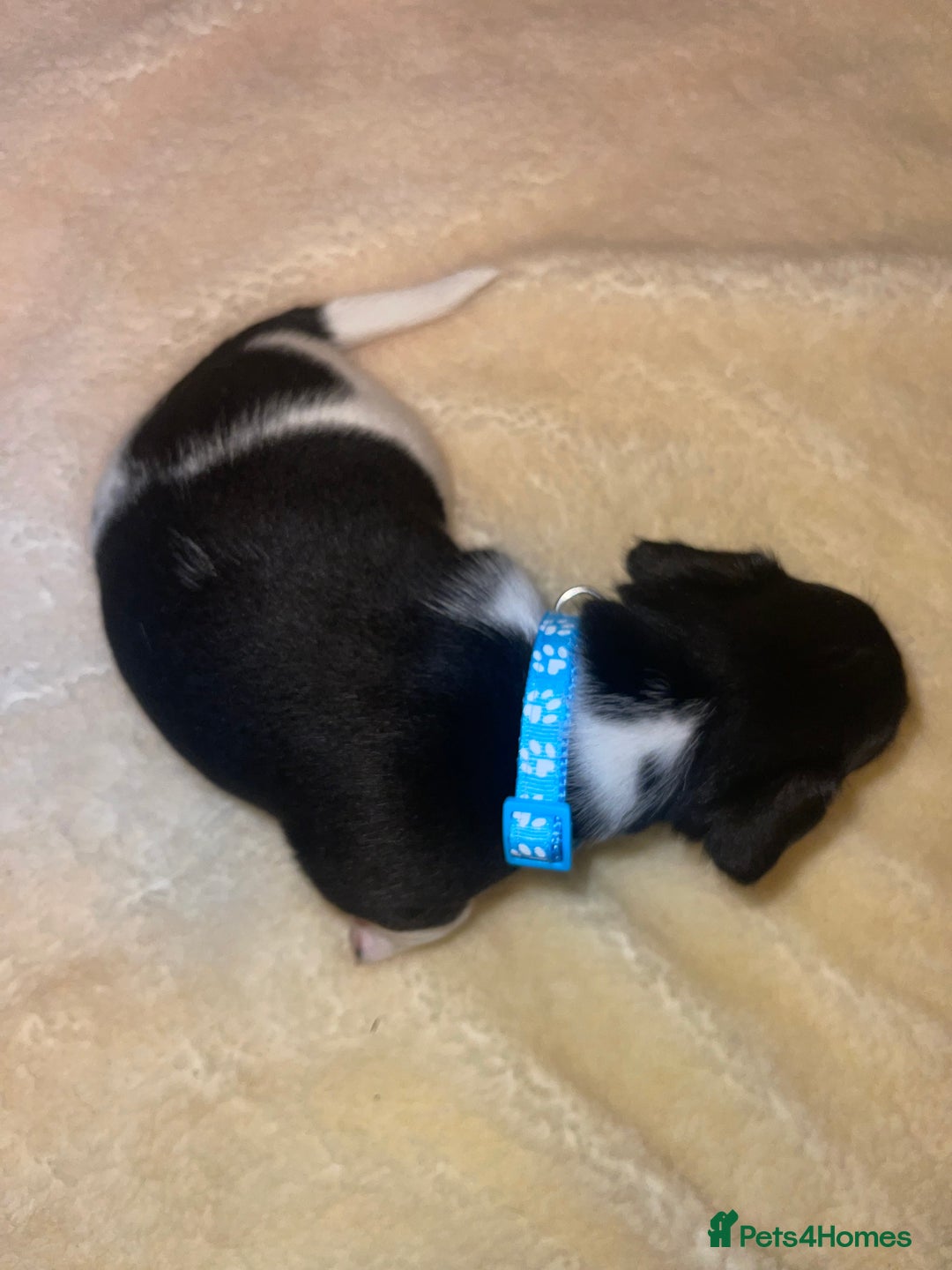 Jack Russell dogs for sale: Stunning Jack Russell puppies - Image 8