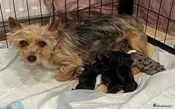 Yorkshire Terrier dogs for sale: Stunning family raised puppys - Image 4