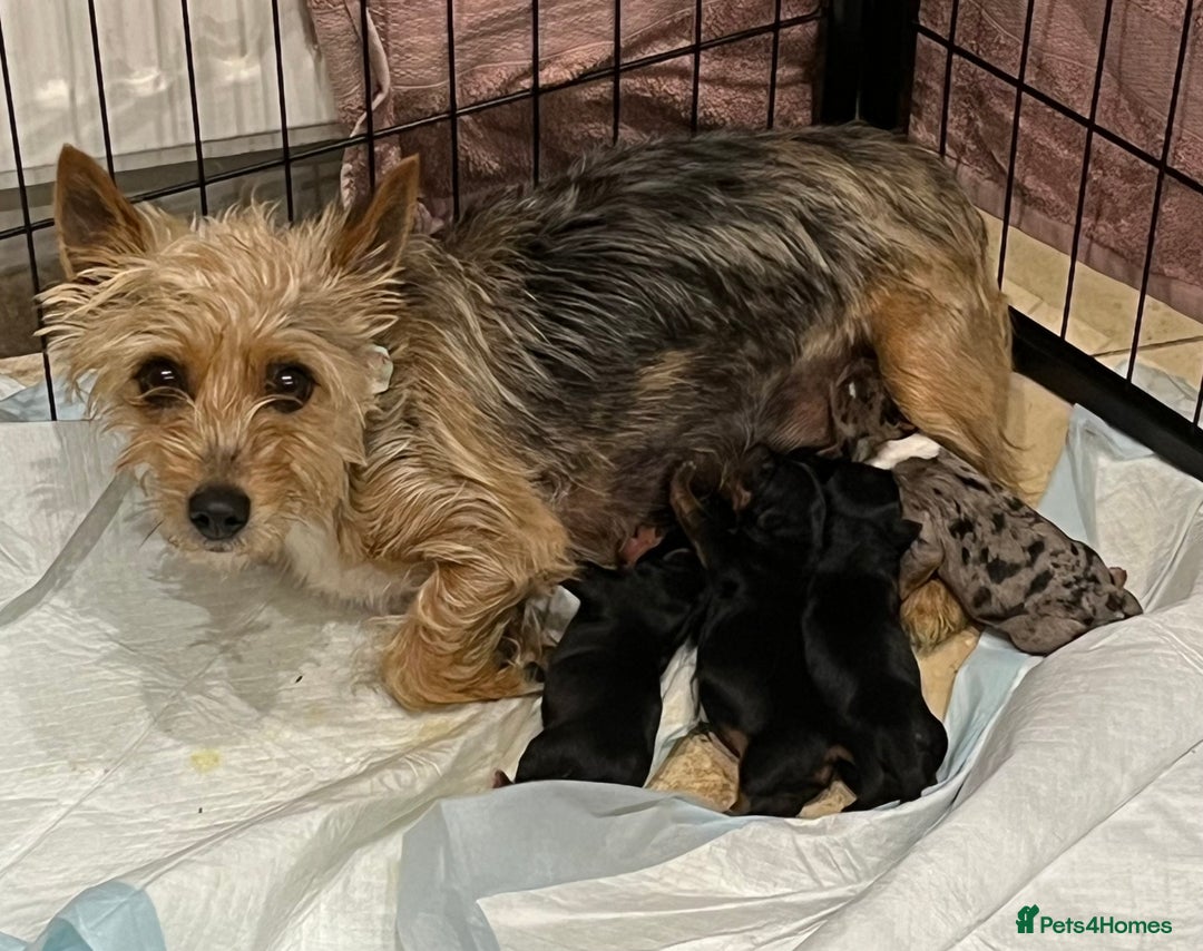 Yorkshire Terrier dogs for sale: Stunning family raised puppys - Image 4