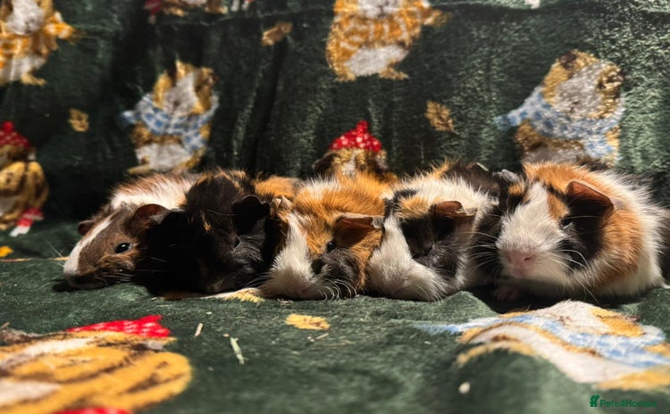 Guinea Pig rodents - Advert 8