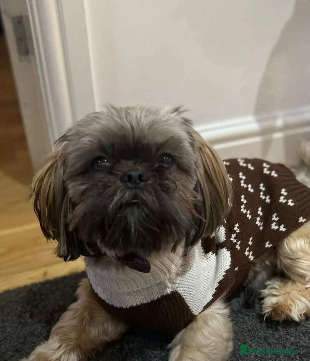 Shih Tzu dogs for sale: 6 week old Shih tzu puppies  - Advert 3