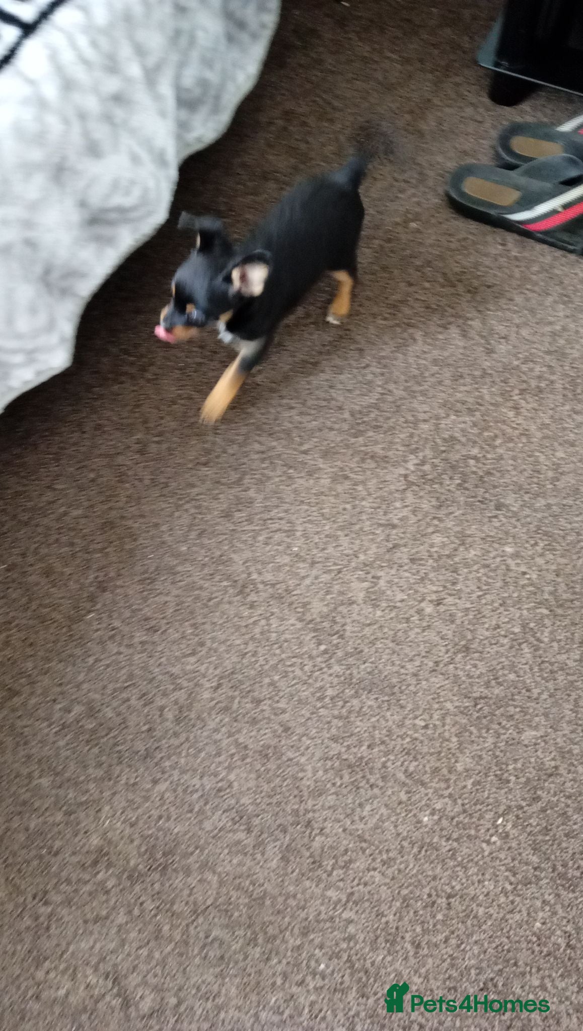 Miniature Pinscher dogs For Sale  - Advert 2