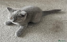 British Shorthair cats for sale: Blue British shorthairs 1 boy 2 girls ready now!! - Image 11