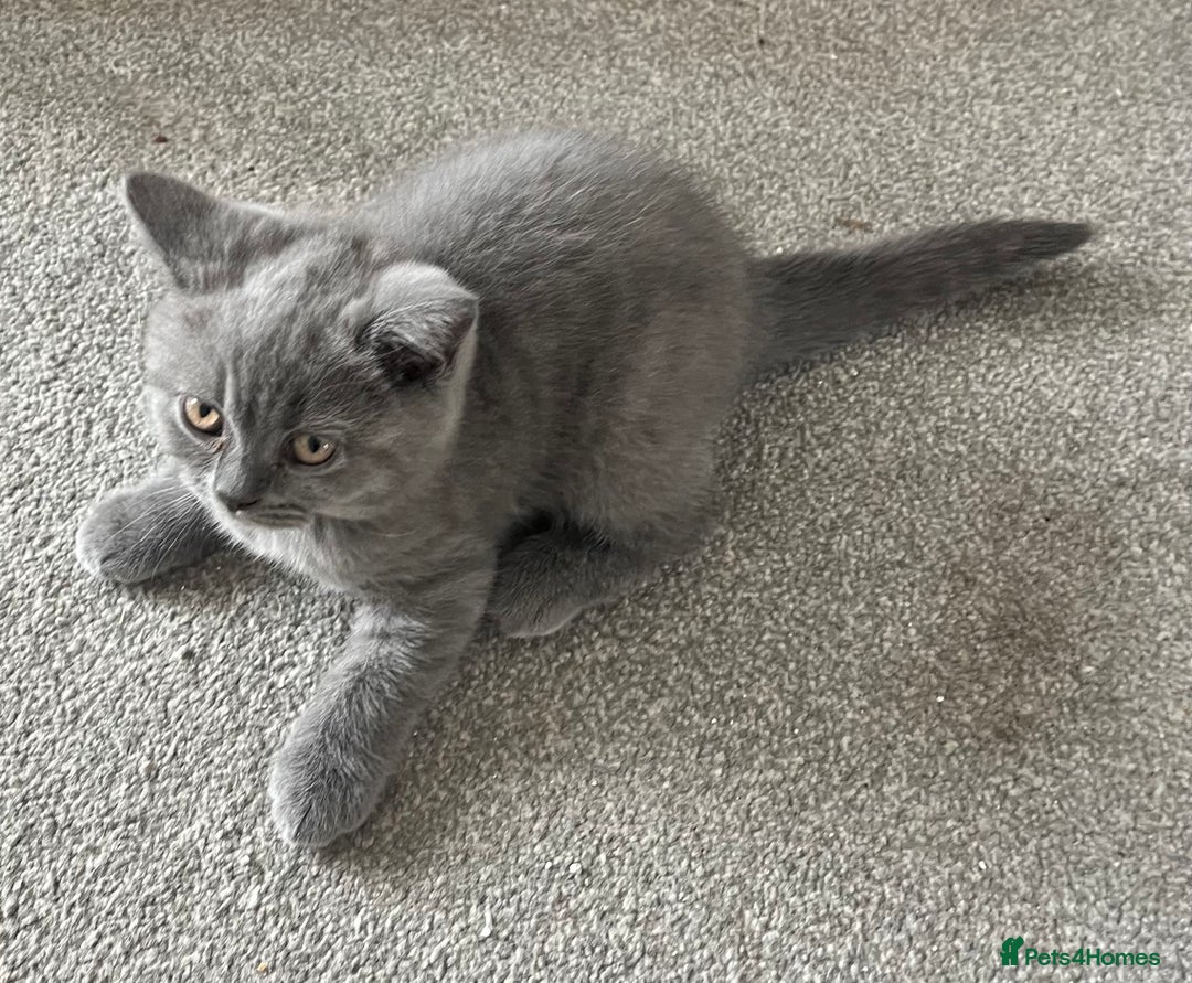 British Shorthair cats for sale: Blue British shorthairs 1 boy 2 girls ready now!! - Image 11