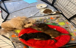 Cockapoo dogs for sale: Cockapoo - Image 6