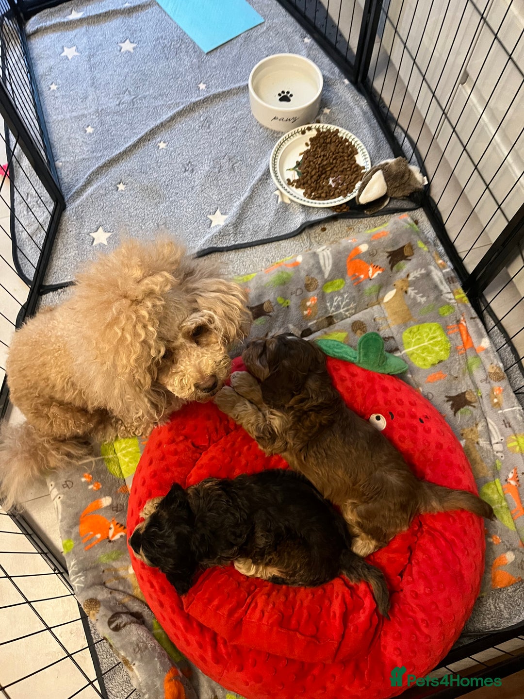 Cockapoo dogs for sale: Cockapoo - Image 6