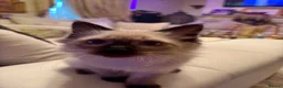 Ragdoll cats for sale: Adorable purebred Ragdolls  - Advert 32