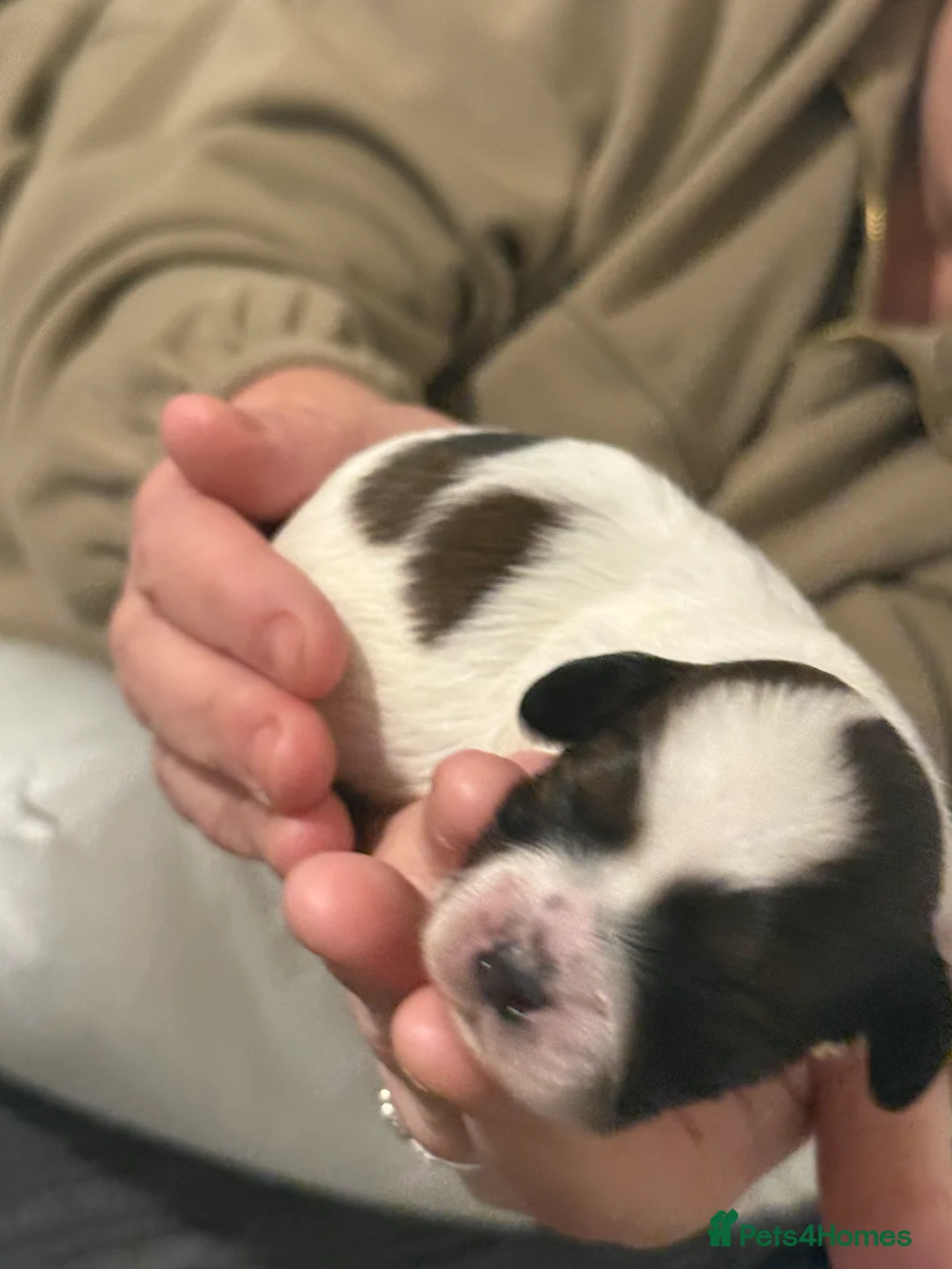 Shihpoo dogs for sale: 3x Shihpoo Male Puppies for sale - Advert 18