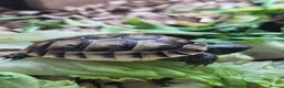 Tortoise reptiles for sale: Baby Tortoises  - Advert 10