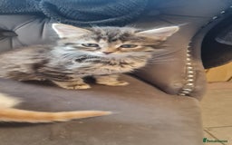 Mixed Breed cats for sale:  2 fluffy female kittens  - Image 6