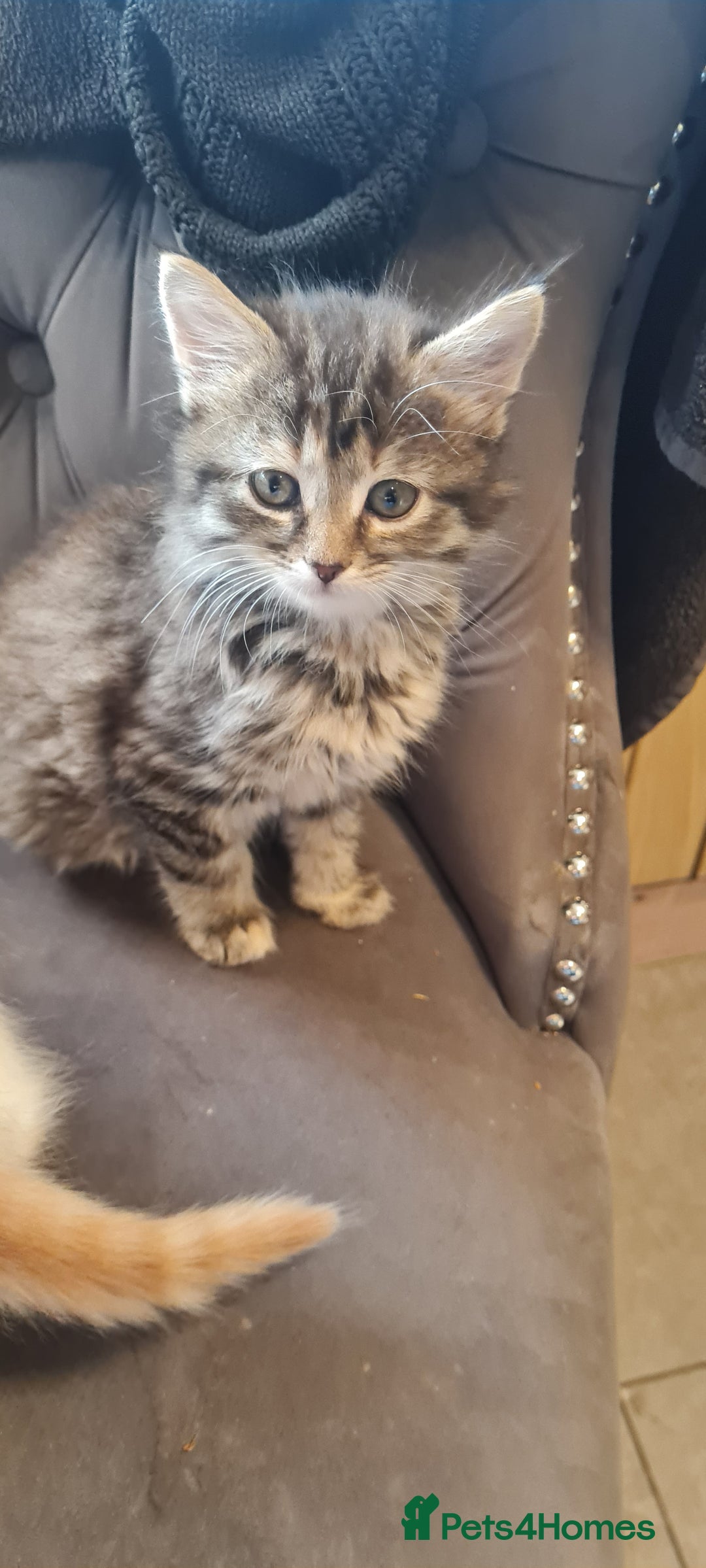 Mixed Breed cats for sale:  2 fluffy female kittens  - Image 6