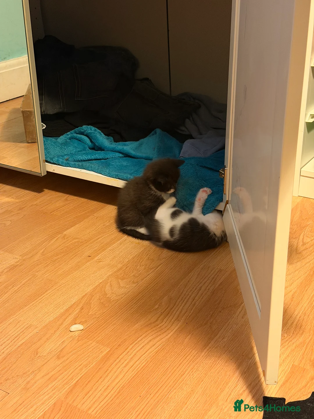 Mixed Breed cats for sale: 12Week Old Kittens Looking for Their Forever Homes - Advert 8