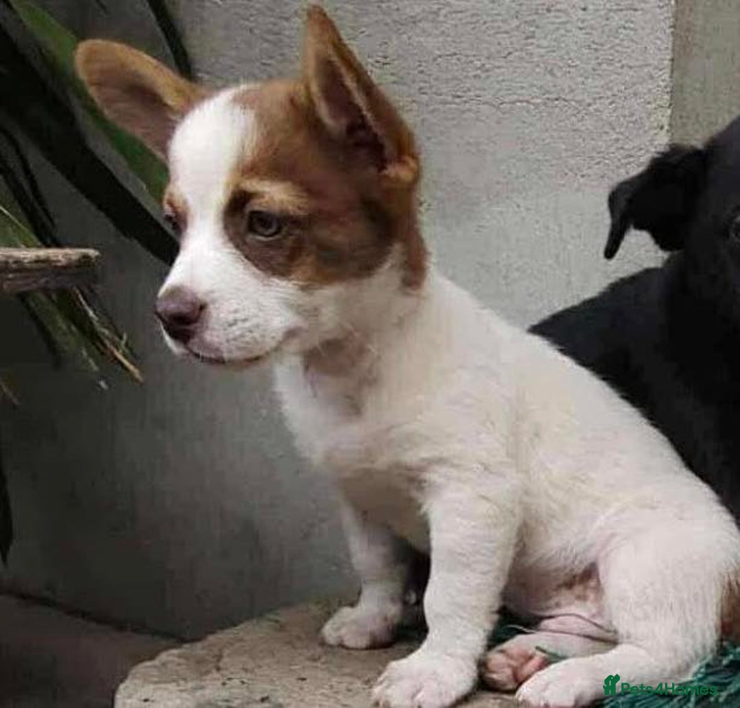 Mixed Breed dogs for adoption: 💕 Weetabix 💕 - Advert 1