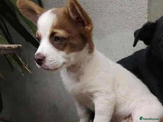 Mixed Breed dogs 💕 Weetabix 💕 - Advert 1