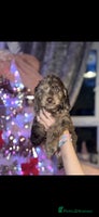 Cockapoo dogs 8 beautiful F1 cockerpoos. ready 2nd dec🏡 - Advert 2