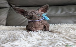 Sphynx cats for sale: Sphynx kittens - Image 11