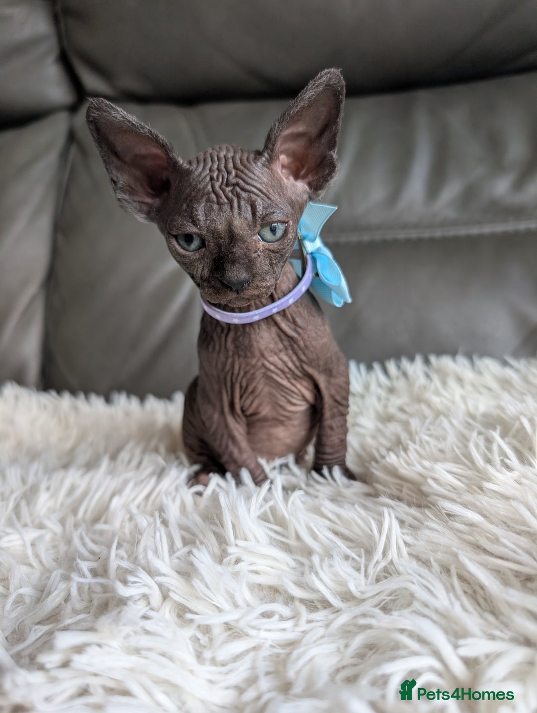 Sphynx cats for sale: Sphynx kittens - Image 11