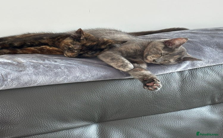 Mixed Breed cats - Advert 15