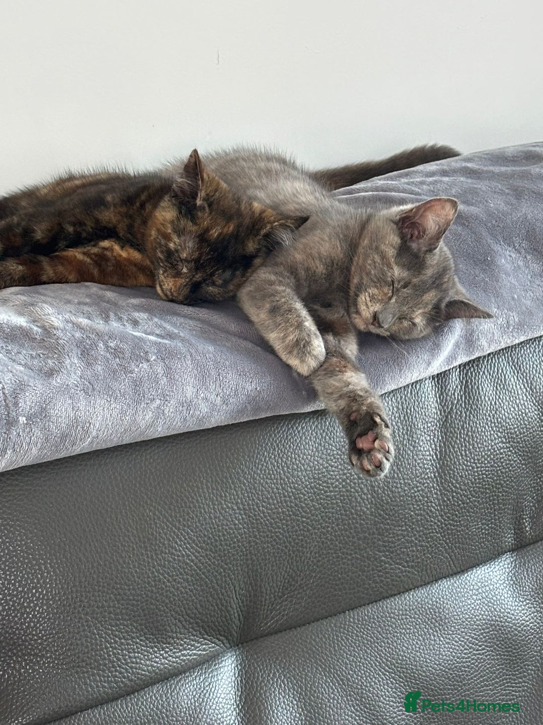 Mixed Breed cats for sale: 2 beautiful girls  - Image 1
