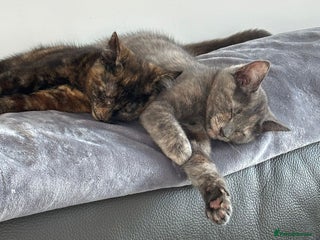 Mixed Breed cats - Advert 23