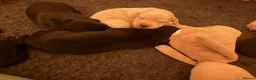 Cockerdor dogs for sale: Cockador Puppies 🐾 - Advert 11
