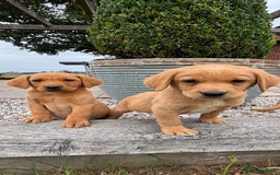 Goldador dogs for sale: GORGEOUS GOLDADORS  - Image 1