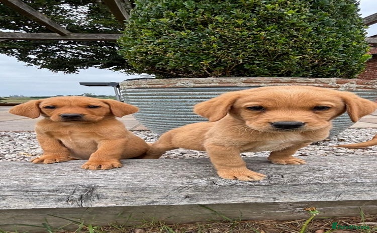 Goldador dogs for sale - Advert 1
