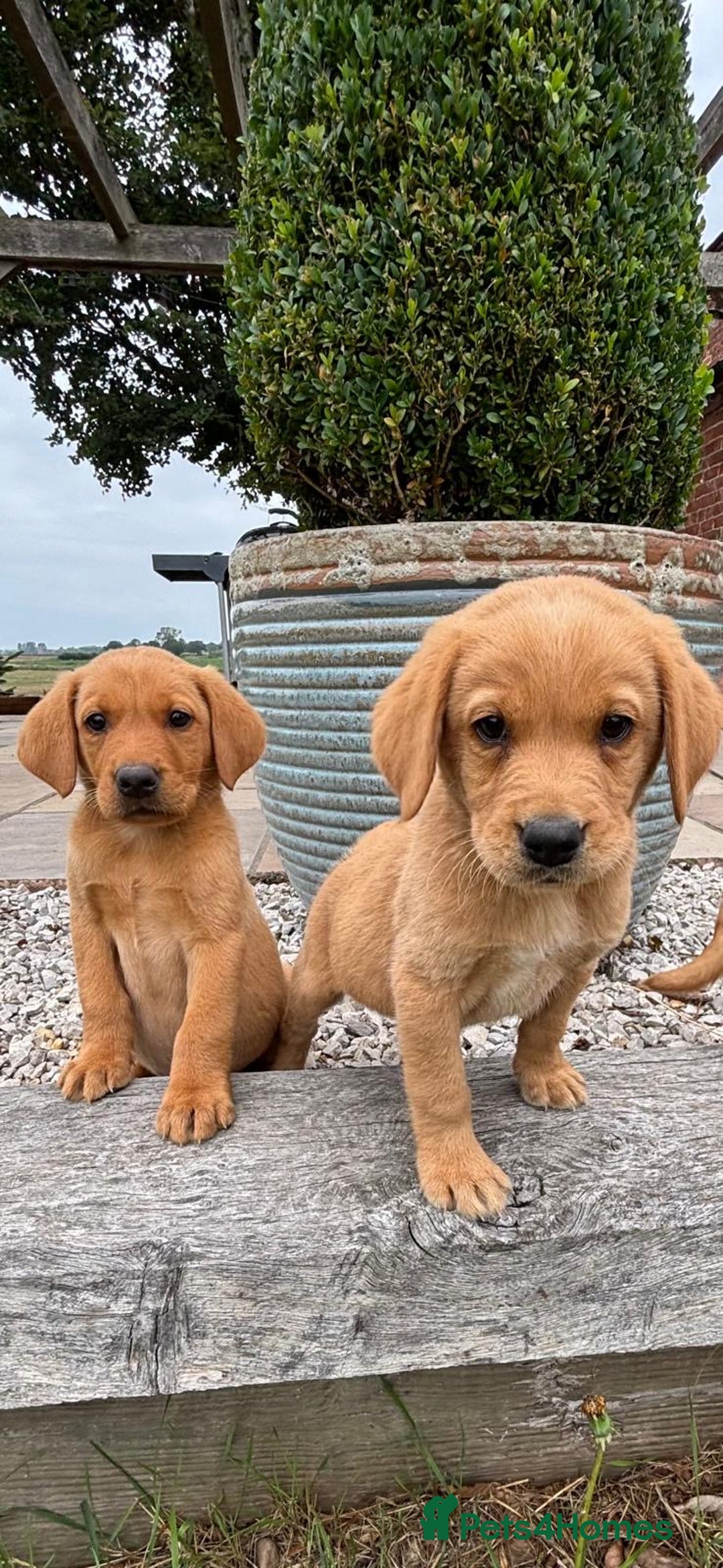 Goldador dogs for sale: GORGEOUS GOLDADORS  - Image 1