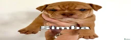 Mixed Breed dogs for sale: Exotic bullies - English bulldog x American bully - Advert 11