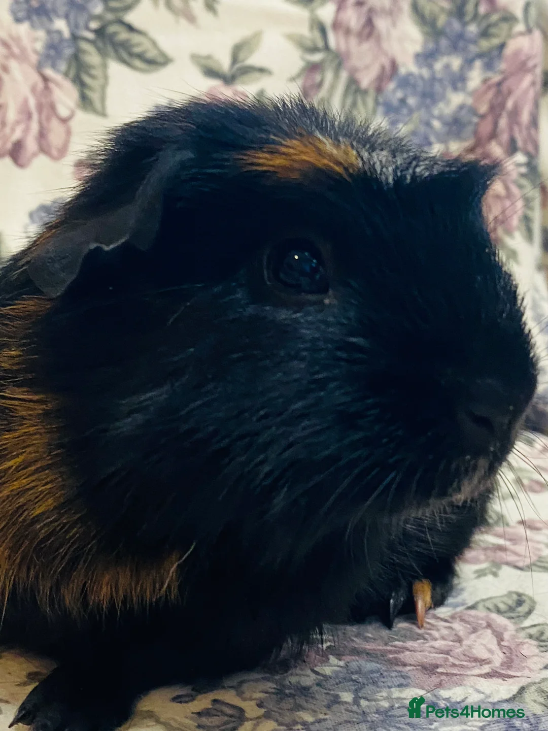 Guinea Pig rodents for sale: Pretty mix of male guineapig babies and youngsters - Advert 11