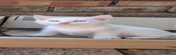Balinese cats for sale: Balinese mix ready on Friday  - Advert 9