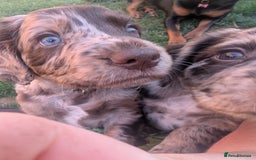 Cocker Spaniel dogs for sale: 6 beautiful cocker spaniel puppies in Wadhurst - Image 8