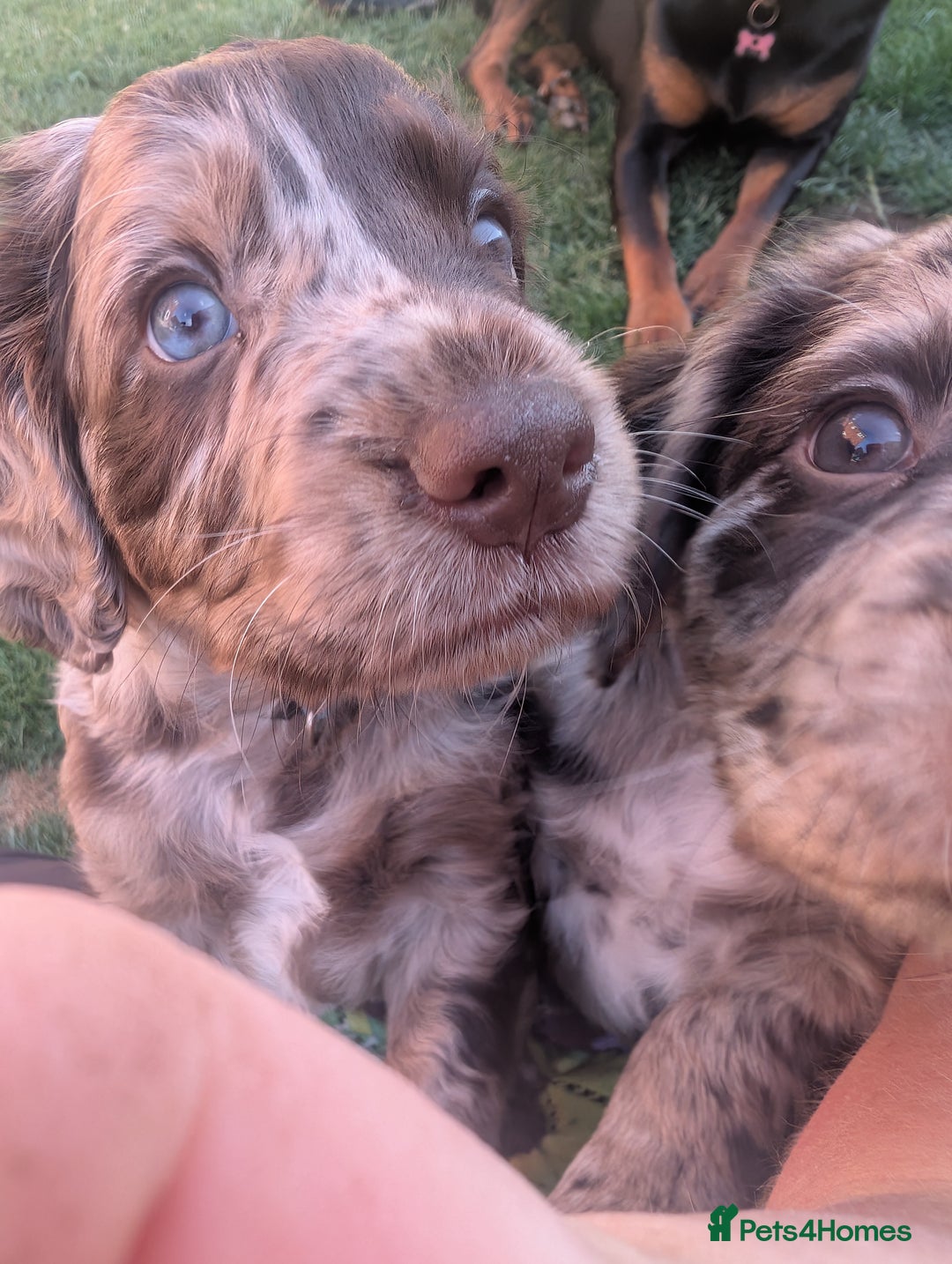 Cocker Spaniel dogs for sale: 6 beautiful cocker spaniel puppies in Wadhurst - Image 8