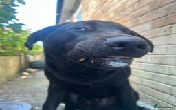 Mixed Breed dogs for sale: Bear, 7 Month old Lab/Akita - £500 - Image 7