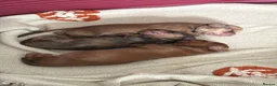 Dachshund dogs for sale: 🐾 Beautiful Long-Haired Dachshund Puppies 🐾 - Advert 8