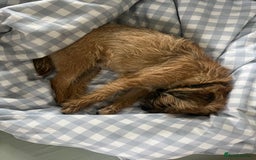 Border Terrier dogs for sale: Gorgeous Border Terrier Puppies looking for homes - Image 7