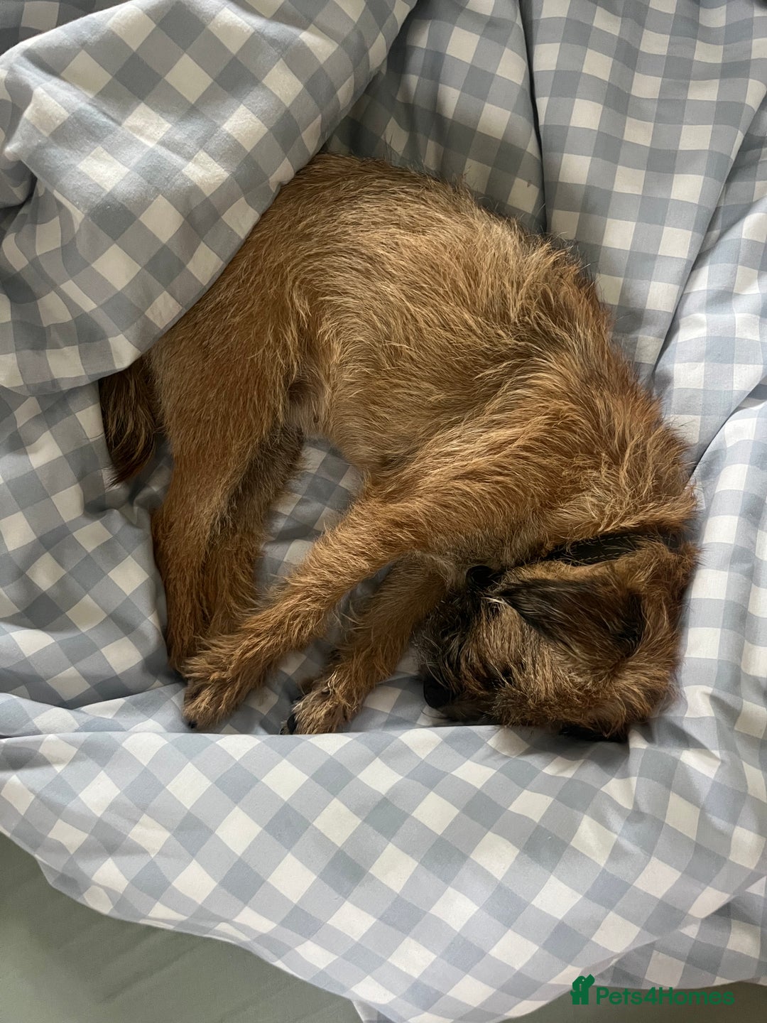 Border Terrier dogs for sale: Gorgeous Border Terrier Puppies looking for homes - Image 7