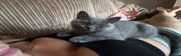 British Shorthair cats for sale: Stunning Queen  - Advert 2