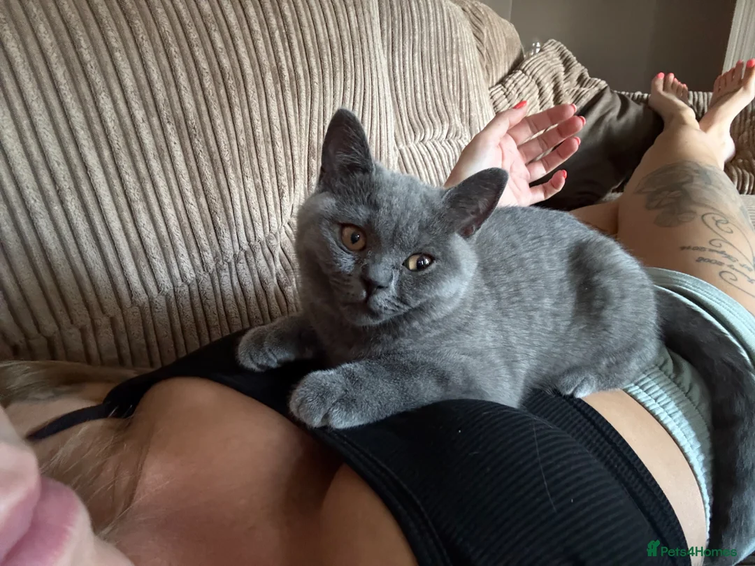 British Shorthair cats for sale: Stunning Queen  - Advert 2