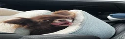Chihuahua dogs for sale: 6yr male KC reg chihuahua  in York - Advert 2